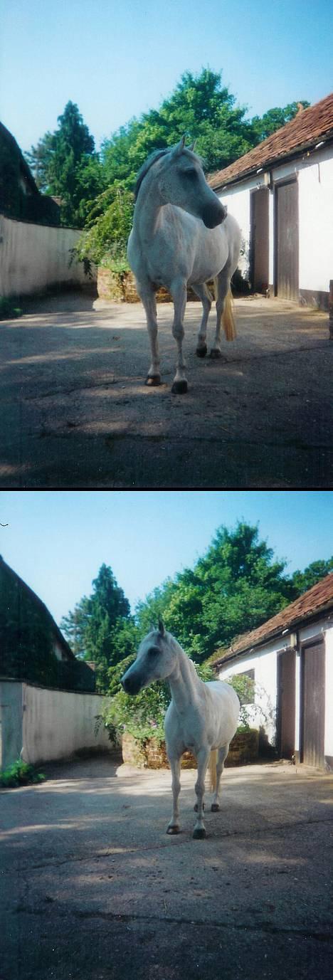 Welsh Pony (sec B) *Laithe Hill Gala* R.I.P. - Gala på gårdspladsen herover i England. Hun ligner en lille elverhest. billede 2