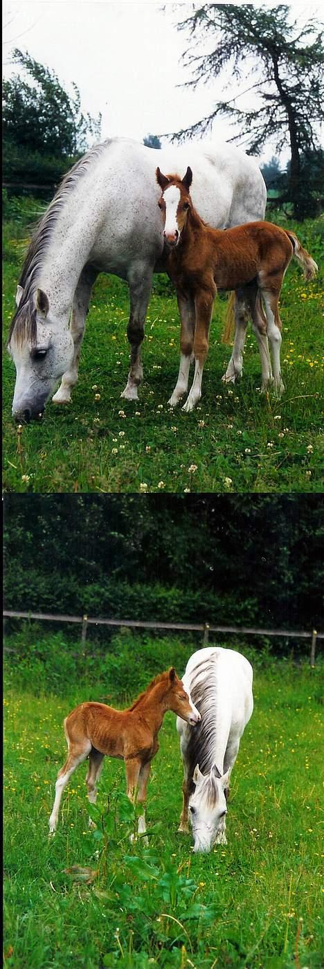 Welsh Pony (sec B) *Laithe Hill Gala* R.I.P. - Gala og hendes f¢l, Gambler. billede 4