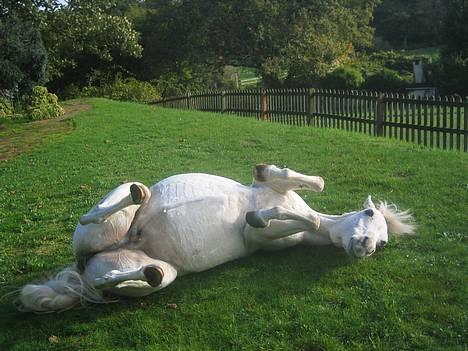 Welsh Pony (sec B) *Laithe Hill Gala* R.I.P. - 21.10.06 En meget glad Gala efter at være blevet klippet tredje gang. Hun havde lige fået hævet sit store vinterdækken med hals af så hun kunne få lov at rulle sig. billede 5
