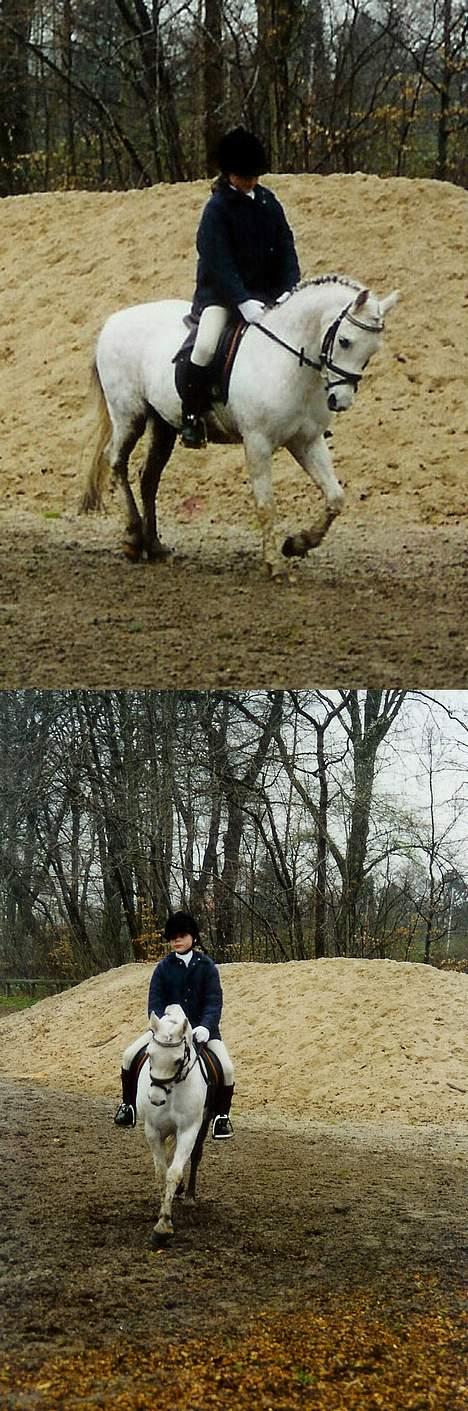 Welsh Pony (sec B) *Laithe Hill Gala* R.I.P. - Gala og mig i Parken. billede 8