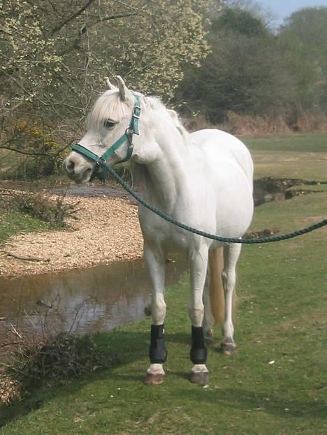 Welsh Pony (sec B) *Laithe Hill Gala* R.I.P. - Smukke Gala på gåtur 16.04.07 billede 10