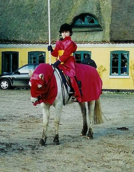 Welsh Pony (sec B) *Laithe Hill Gala* R.I.P. - Fastalavn. Vi var de r¢de riddere.  billede 11