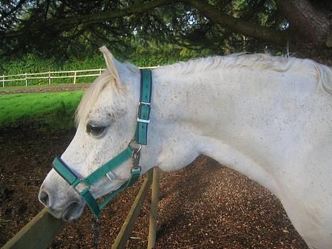 Welsh Pony (sec B) *Laithe Hill Gala* R.I.P. - 21.10.06 Smukke Gala efter at være blevet klippet for tredje gang. Hun ligner jo ikke en gammel dame. billede 13