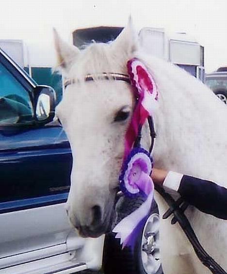 Welsh Pony (sec B) *Laithe Hill Gala* R.I.P. - Præmie ponyen. billede 15