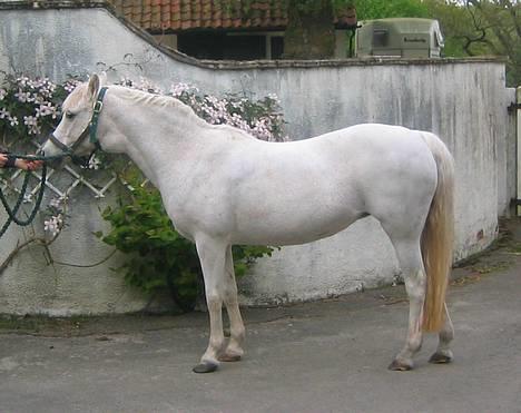 Welsh Pony (sec B) *Laithe Hill Gala* R.I.P. - Smukke Gala i en alder af 21 efter hun var blevet klippet. Da hun har Cushing´s Disease var hendes pels blev meget lang og som en æsel pels. Det var en helt anden pony at se på da pelsen kom af. billede 16
