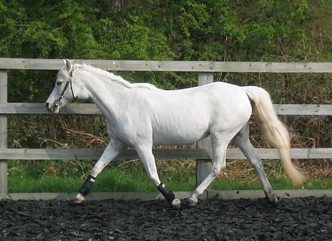 Welsh Pony (sec B) *Laithe Hill Gala* R.I.P. - Gala i en alder af 22 l¢s på banen i trav. 11.04.07 billede 17