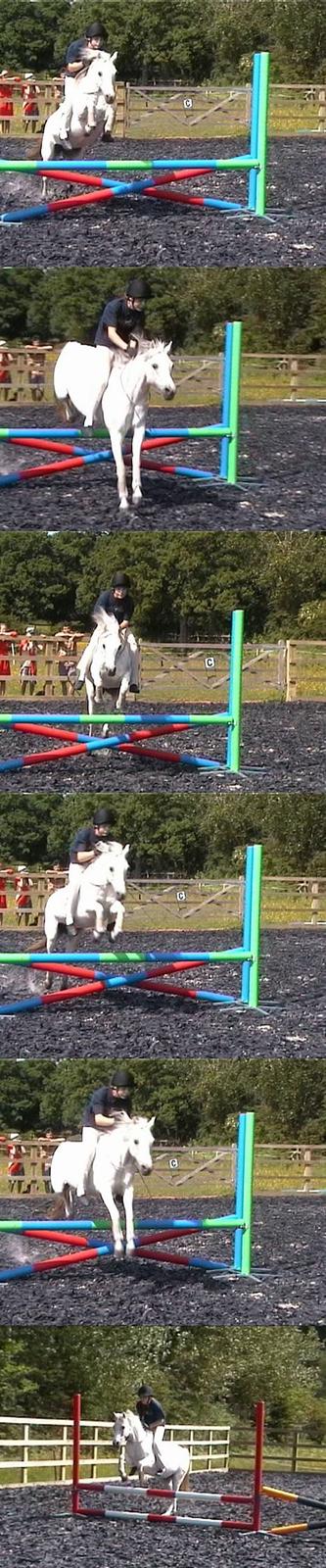 Welsh Pony (sec B) *Laithe Hill Gala* R.I.P. - Mig og Gala springer med halsrem her i England. Oxeren er 80 cm. billede 18