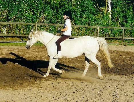 Welsh Pony (sec B) *Laithe Hill Gala* R.I.P. - Her rider jeg Gala med halsrem i Danmark. billede 19