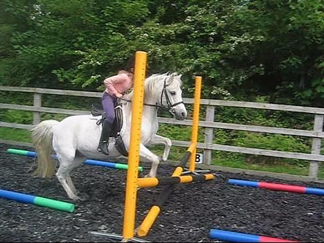 Welsh Pony (sec B) *Laithe Hill Gala* R.I.P. - 21 årige Gala springer med 9 årige Lucy. billede 20