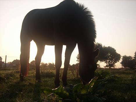 Anden særlig race Stella <'3 * solgt *  - 1 oktober billede 2