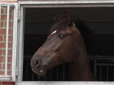 Anden særlig race Stella <'3 * solgt *  - Kigger ud af vinduet fra sin boks.. Såå fin billede 4