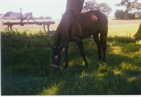 Anden særlig race Stella <'3 * solgt *  - Samme dag som hun ankom til vores gård.. 3. September 2005 billede 7