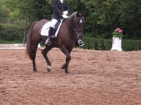 Anden særlig race Stella <'3 * solgt *  - Stævne NAR 3 September 2006 La2 billede 8