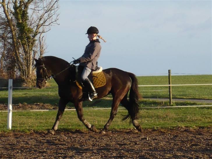 Anden særlig race Stella <'3 * solgt *  - Træning. 30. december ´07 - super trav billede 9