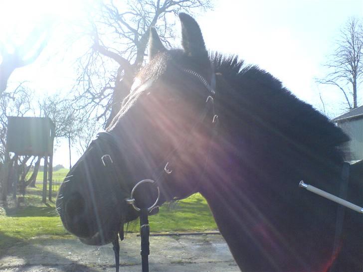 Anden særlig race Stella <'3 * solgt *  - Inden dressurtræning. Marts 07´ billede 10