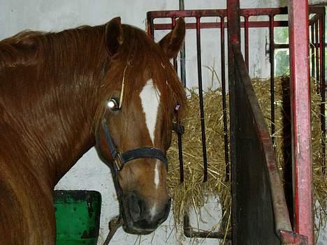 Anden særlig race TRISTHAN - Min gamle skønne, kønne og Dejlige pony <3 billede 1