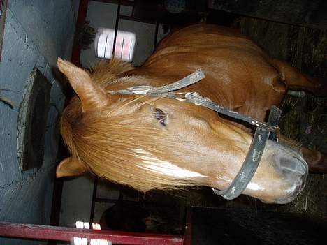 Anden særlig race TRISTHAN billede 2