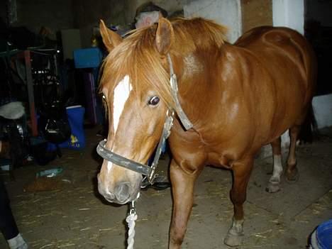 Anden særlig race TRISTHAN billede 3