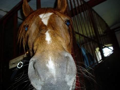 Anden særlig race TRISTHAN billede 4