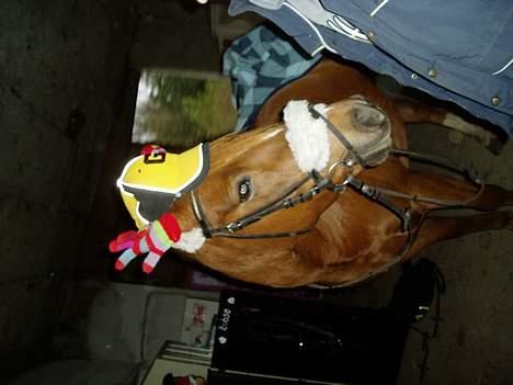 Anden særlig race TRISTHAN billede 5