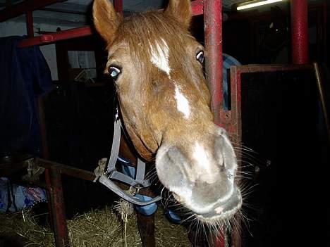 Anden særlig race TRISTHAN billede 6