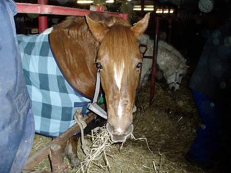 Anden særlig race TRISTHAN billede 7