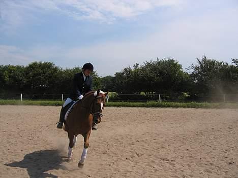 Anden særlig race TRISTHAN - Rikke og Tristhan billede 8