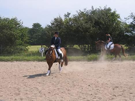 Anden særlig race TRISTHAN - Rikke og Tristhan billede 9