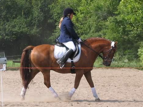 Anden særlig race TRISTHAN - Rikke og Tristhan billede 10
