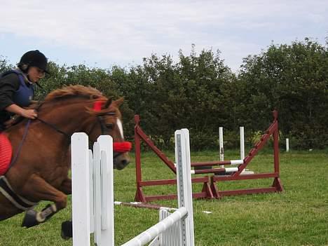 Anden særlig race TRISTHAN - Rikke og Tristhan billede 13