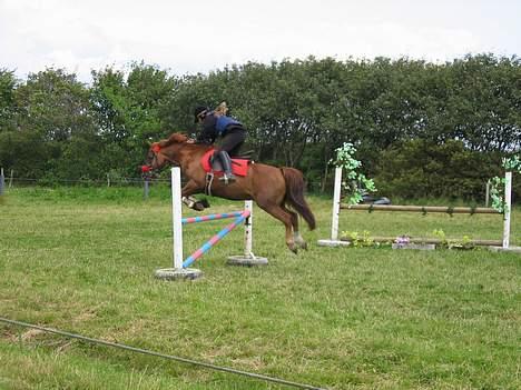 Anden særlig race TRISTHAN - Rikke og tristhan billede 14