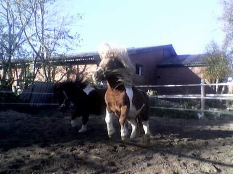 Pinto Baron (Solgt) - Leger lige med min ven, Høvding billede 8