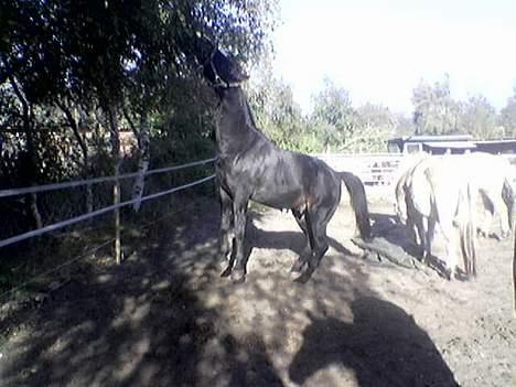 Traver Peppe Skovsgård (Død)  - Prøver på at nå de øverste grene... billede 6