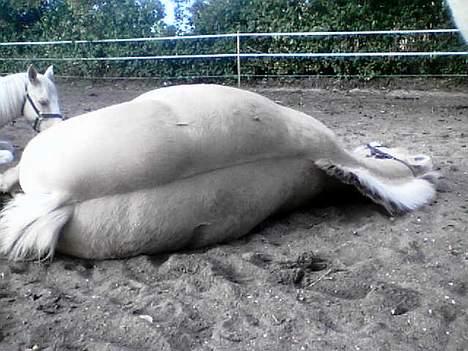 Fjordhest Bella (Død d.19-02 2014) - Får lige en middags lur.... billede 13
