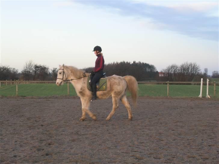 Sportsaraber (A) Zik Zak - NY! Sisseline rider den brune hest :P billede 8
