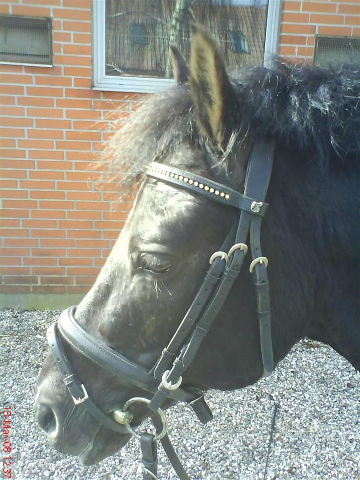 Anden særlig race Spunk(solgt) - søde bassemand. billede 4