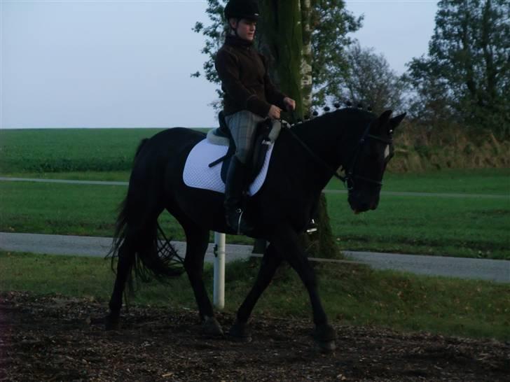 Anden særlig race Stella <'3 * solgt *  -  Træning. 7. oktober 2008 billede 12