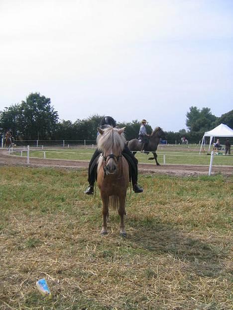 Islænder Snorri f.Reerslev - hygge billed fra sydjysk.. kan i se mig? ;) billede 15