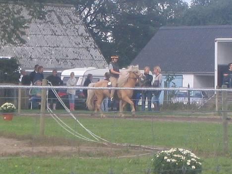 Islænder Snorri f.Reerslev - i tølt til sydjysk 2006 billede 16