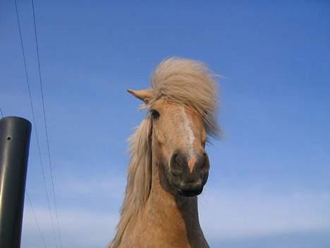 Islænder Snorri f.Reerslev - ligner han stjeler over mig.. men gør han ikke.. han er bare lidt negativq: billede 17
