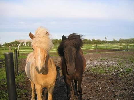 Islænder Snorri f.Reerslev - Snorri og Prinsessa.. billede 18