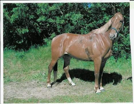 Frederiksborg Kiara - Maj 2004 - Her er min smukke Kiara <3 (vi har lige været ude at ride, så det er derfor at man kan se jeg har svedt lidt) billede 9