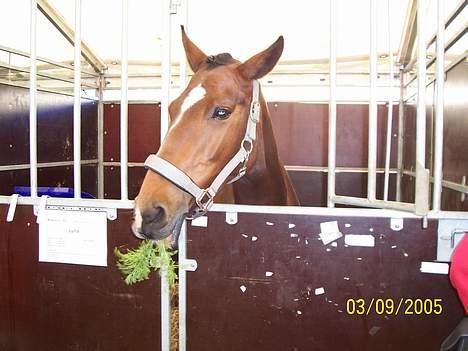 Anden særlig race Luna - Gumle-Gumle, god gullerod billede 10