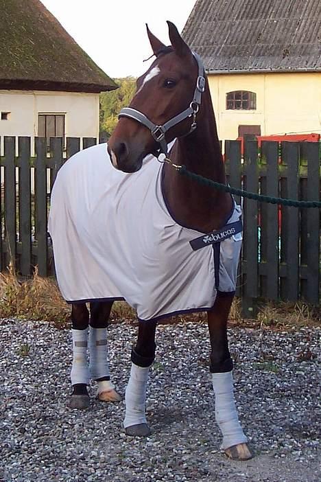 Anden særlig race Luna - Smukke Luna billede 11