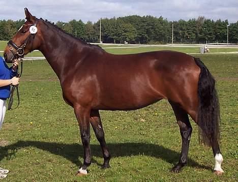 Anden særlig race Luna - Store Hestedag 3-9-05 billede 12