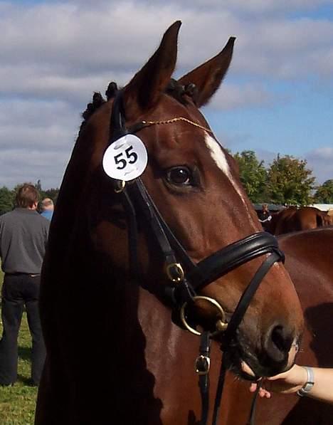 Anden særlig race Luna - Store Hestedag 3-9-05 billede 13