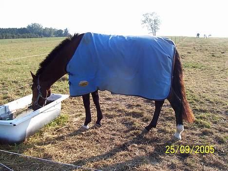Anden særlig race Luna - Luna på fold billede 16