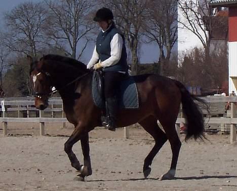 Anden særlig race Luna - Dressur 2-4-05 billede 17