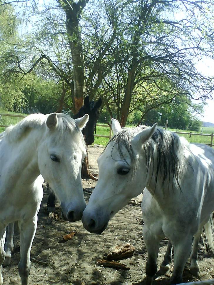 Welsh Pony (sec B) Lyngvejens Frajser R.I.P - Frajsen oh hans bedsteven Jack på fold<333 billede 1