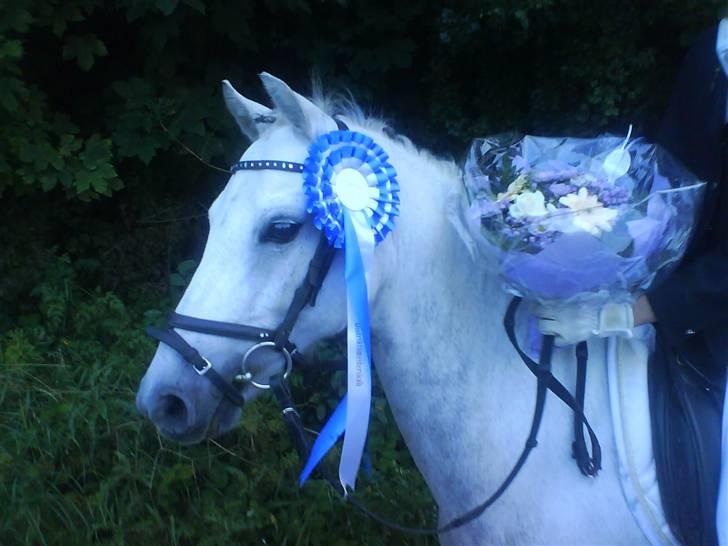 Welsh Pony (sec B) Lyngvejens Frajser R.I.P - 2. pl. ved dism. for hold :) dejlige ponz billede 2
